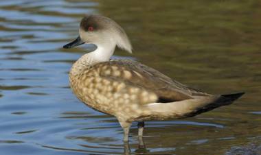 Censo neotropical de aves acuáticas invierno 2019